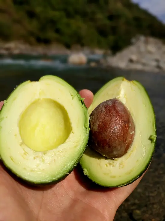 aguacate salkantay trek