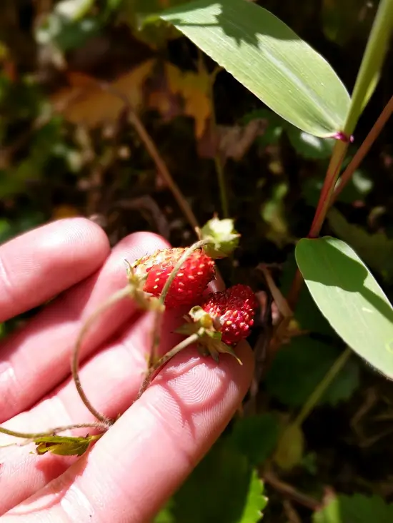 rutas de senderismo peru