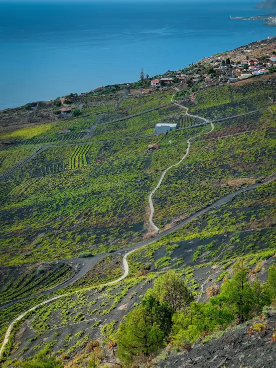 Viñedos de Fuencaliente