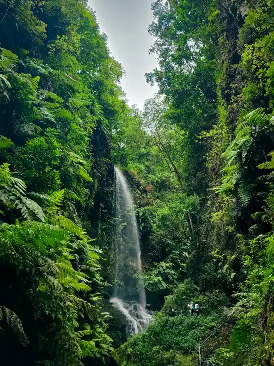 bosque de los tilos