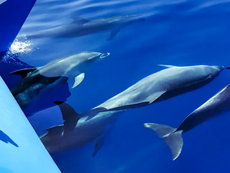ver delfines en la palma