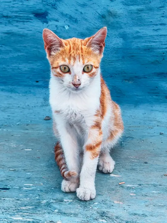 Barrio judío, Chefchaouen