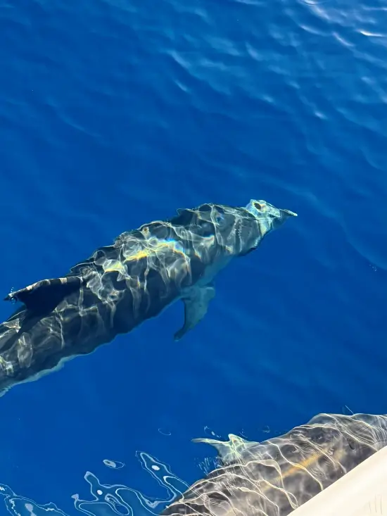 barco delfines isla de tenerife