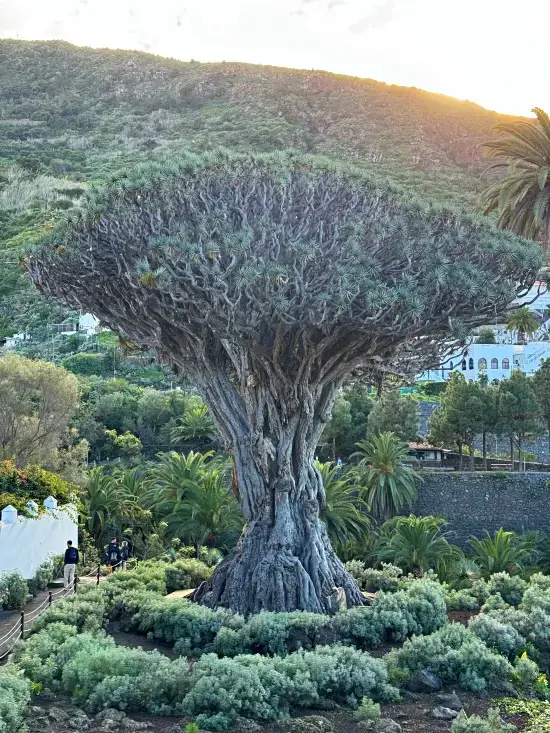 drago milenario icod de los vinos