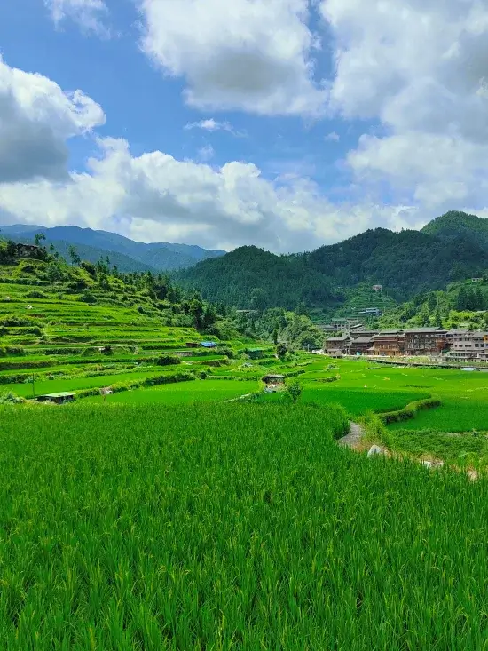 arrozales miao guizhou china