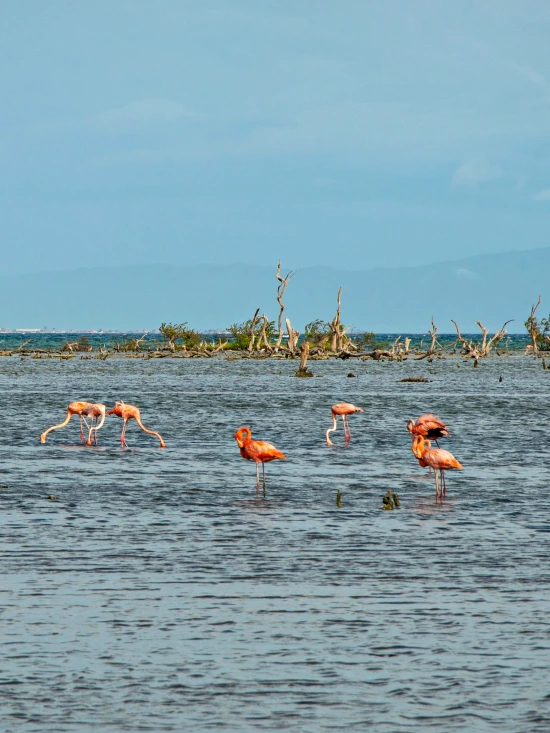 celestun flamencos rosas mexico