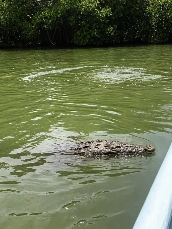 cocodrilo rio lagartos yucatan mexico